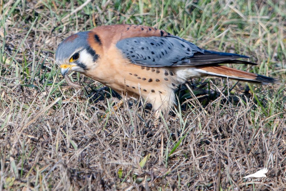 A photo of an American kestrel standing on grass and eating some sort of pale worm-like thing.