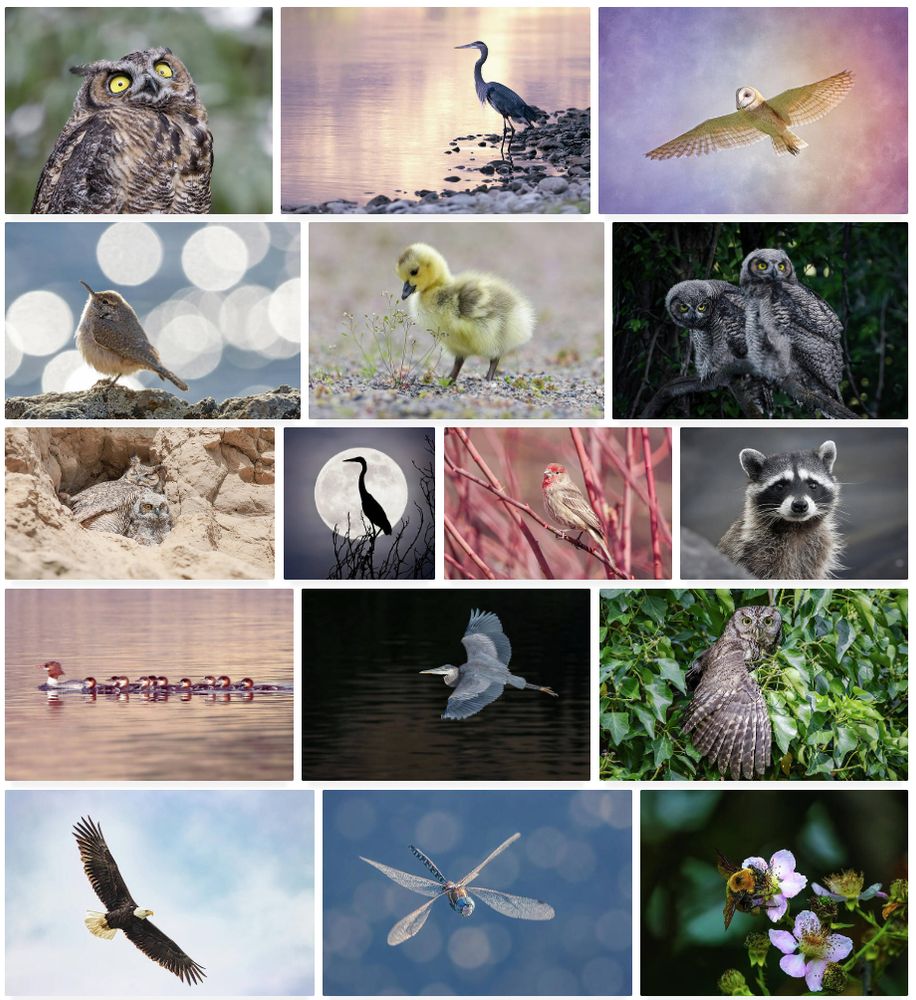 A screenshot showing a collection of wildlife photographs: a great horned owl portrait, a great blue heron, a composite of a barn owl against a rainbow background, a rock wren, a gosling, two great horned owls, a great horned owl with her owlet, a composite of a silhouetted great blue heron against the full moon, a house finch, a raccoon, a common merganser with her ducklings, a great blue heron in flight, a western screech owl, a bald eagle in flight, a composite of a dragonfly hovering over water, and a bee on a blackberry flower. 