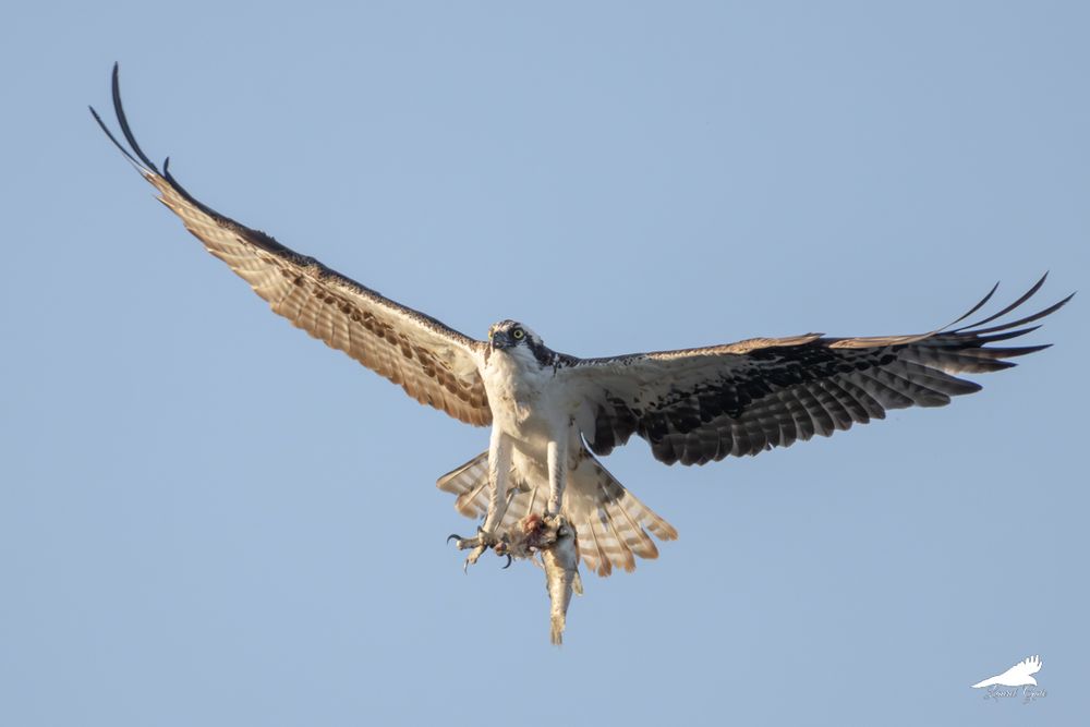 A photo of an osprey in flight, clutching a half-eaten fish in its talons.