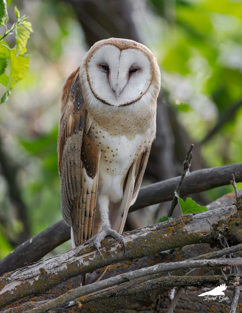 A barn owl perched on a branch.