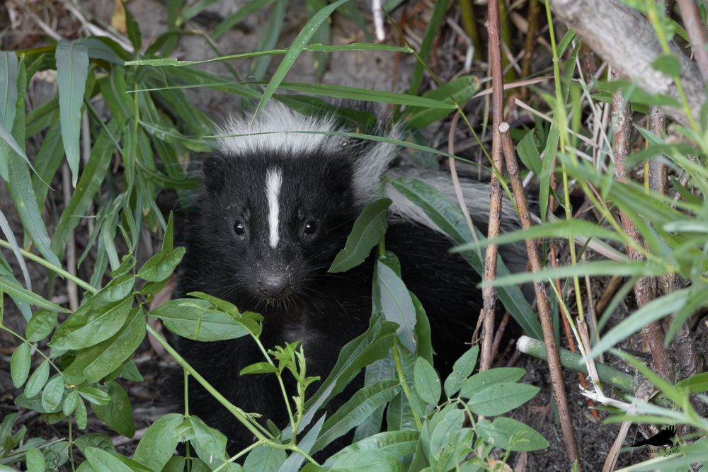 A photo of a stripped skunk surrounded by vegetation and looking toward the camera.