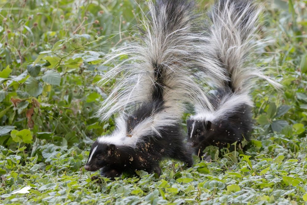 A photo of two striped skunks emerging from some bushes and covered with bugs and plant debris.