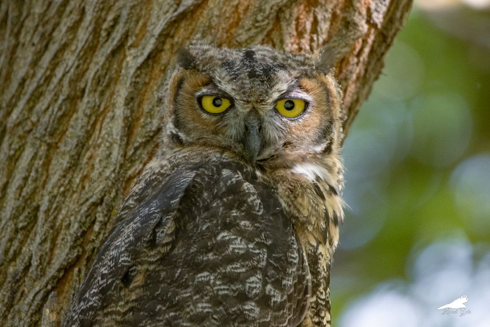 A close-up photo of a great horned owl facing the camera. 
