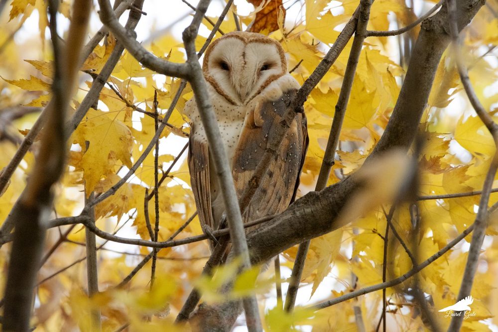 A barn owl resting in a tree with yellow leaves.