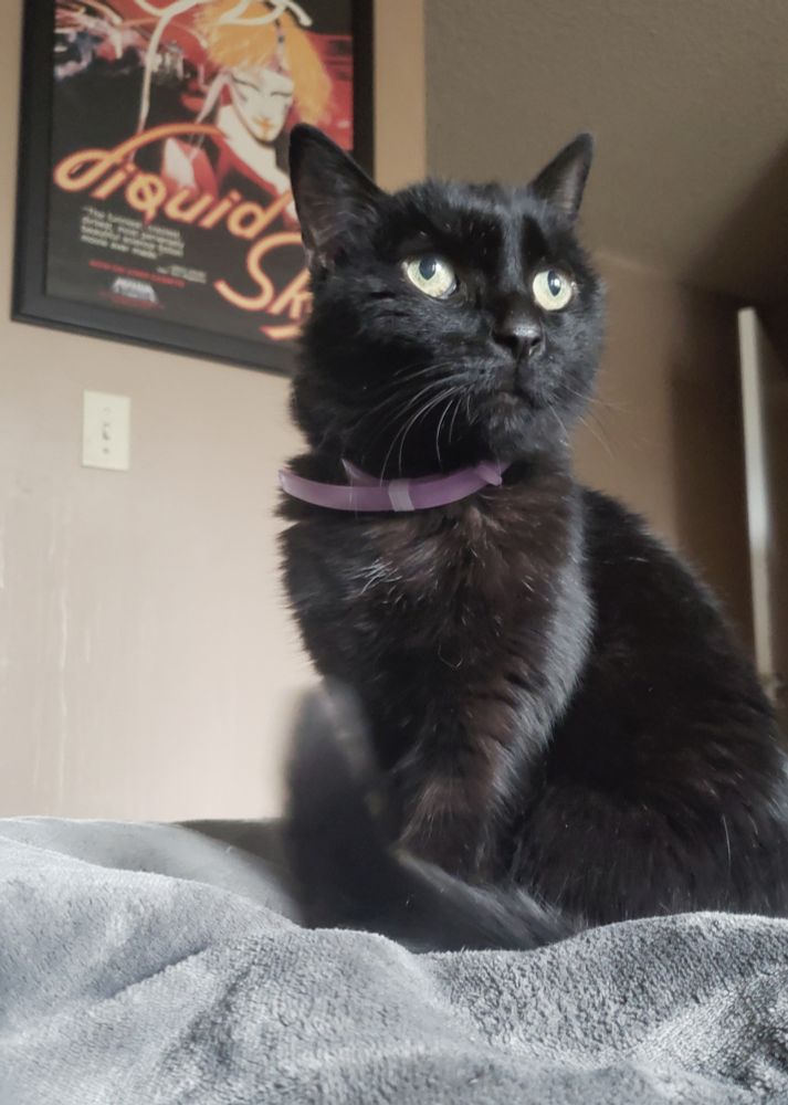 A black cat in a room illuminated by diffused overcast window light