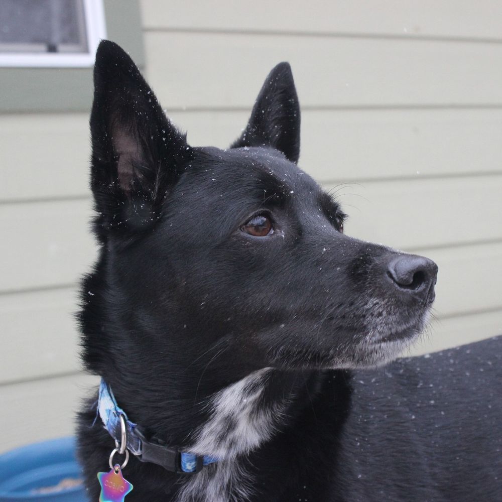 right profile of a large dog with a shiny black coat, brown eyes, large upright pointy ears, and speckled white fur on his throat. there are snowflakes on his coat. he is wearing a collar with a tag that visibly reads "cosmo".