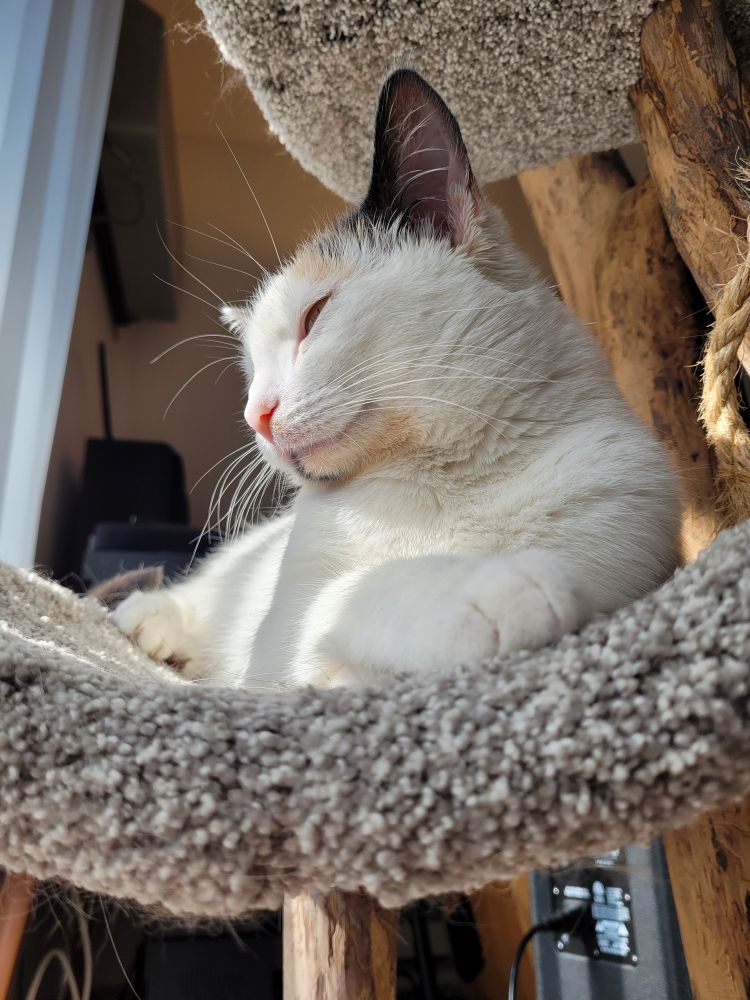A diluted calico cat lounges in the sun