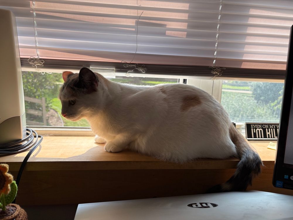 A calico cat sits on a windowsill