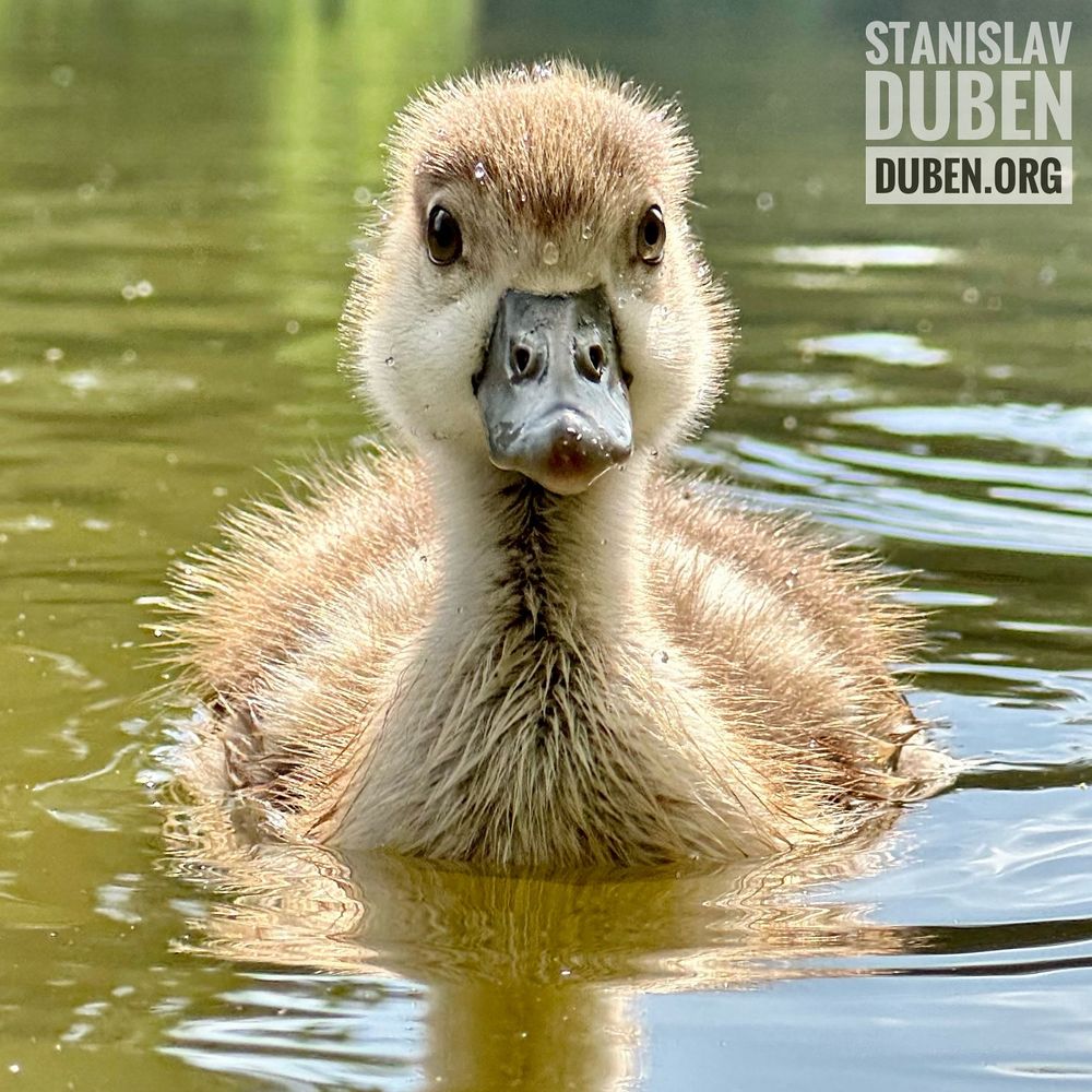 Egyptian ghoose - wildlife photoshoot vis iPhone