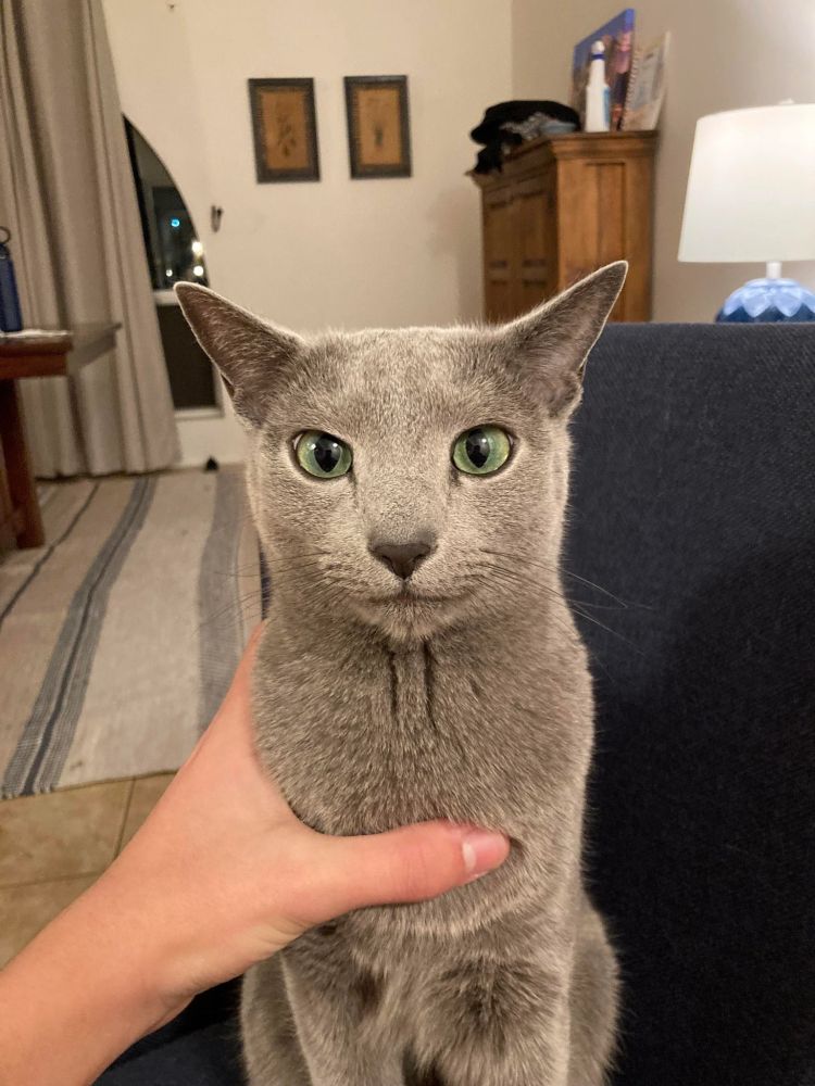 A human hand grips a cat that is sitting up peacefully in a well kept room. The cat has neat, short gray hair, and has piercing green eyes. It looks ambivalently at the person holding the camera and presumably the grip. 