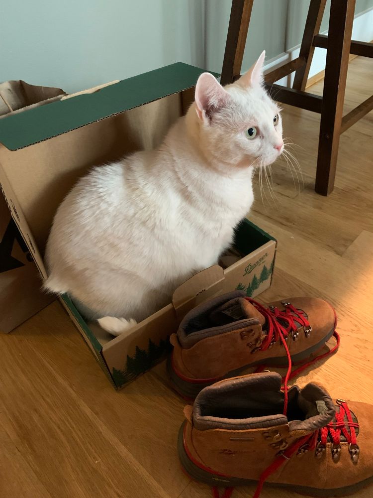Tesla the cat (named after the scientist!) sits in a shoebox.