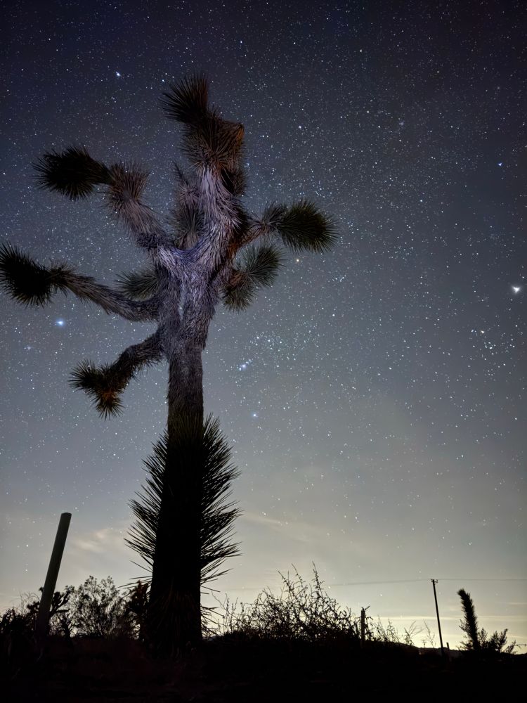 A bit of light painting on a Joshua Tree
