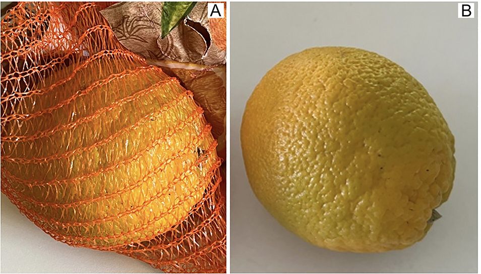 (A) Unripe green orange within an orange net, (B) same orange in isolated view
