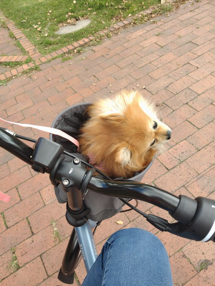 Dog in a bike