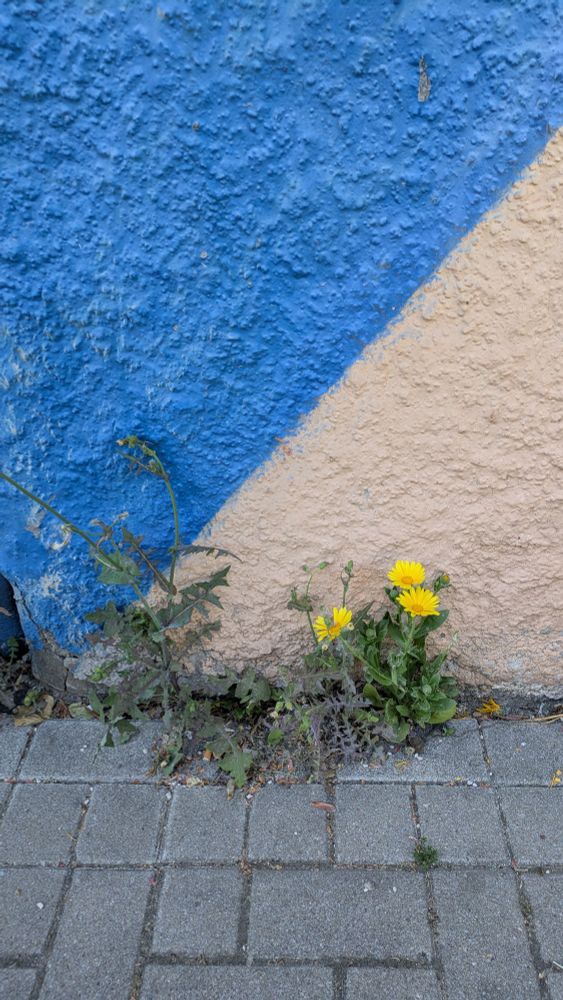 Ringelblume mit gelben Blüten wächst wild an einer blau und beige gestrichenen Hauswand am Bürgersteig 