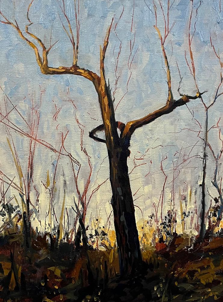 Morning sunlight rakes across the top of a craggy tree