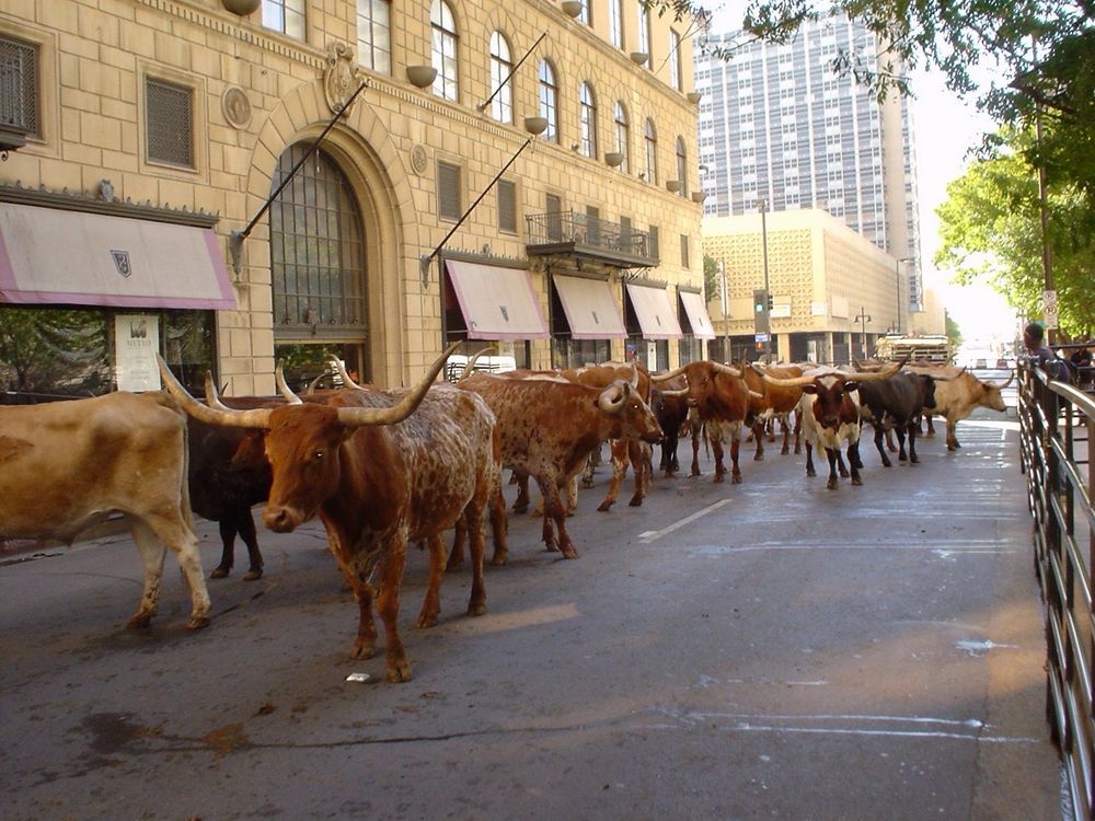 A herd of Texas longhorn cattle slowly makes its way down a city street in downtown Dallas. The tan and red-speckled cows with their iconic wide, curved horns walk between metal crowd-control railings as part of an organized cattle drive for the State Fair of Texas in 2006. In the background, ornate stone buildings with arched windows and purple awnings line the street, while taller modern buildings rise behind them.