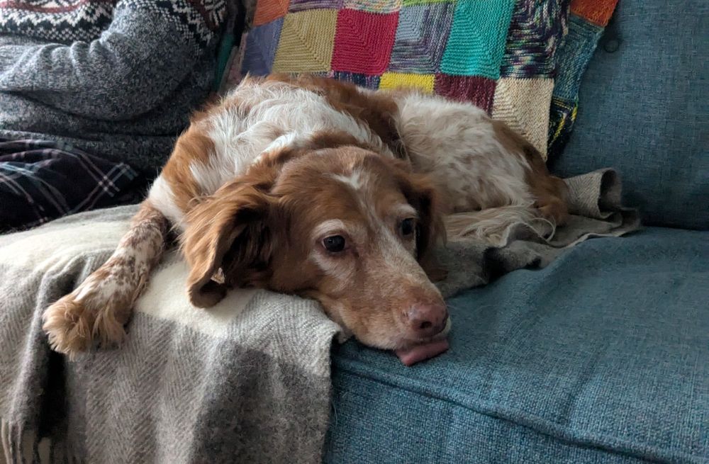 A Breton Spaniel lying on a sofa with his tongue out