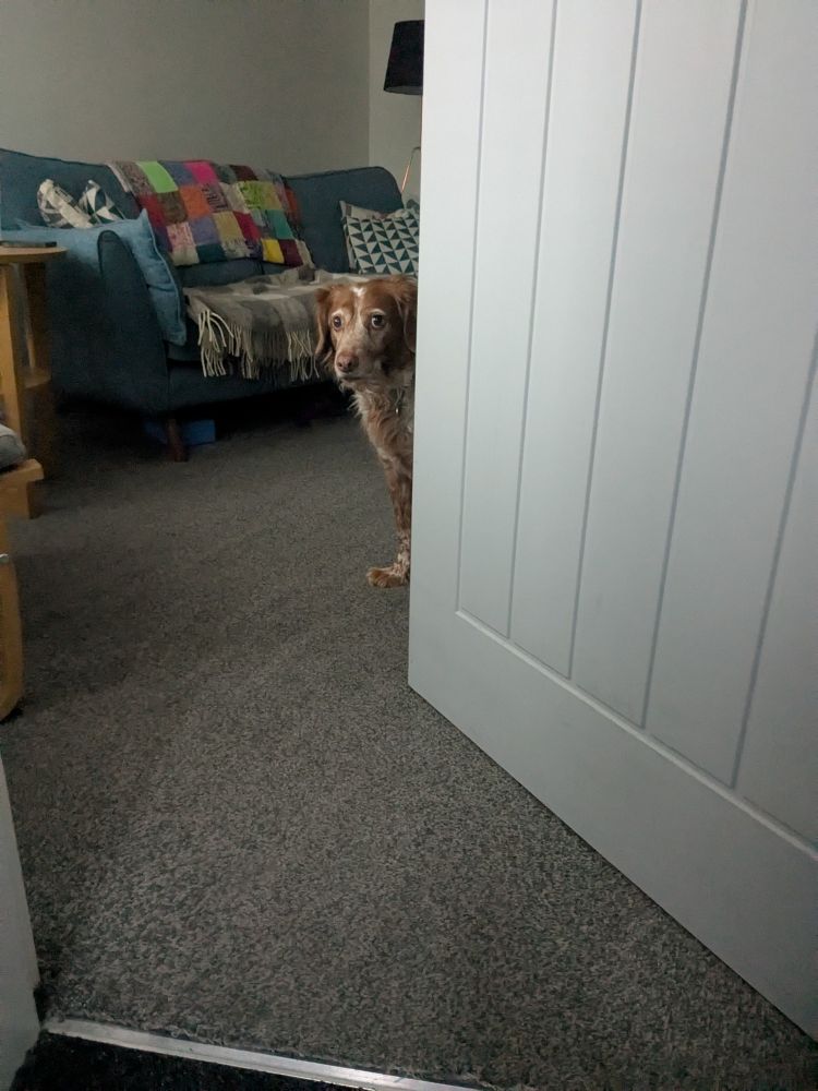 A dog peering around a living room door, looking pretty sorry for himself