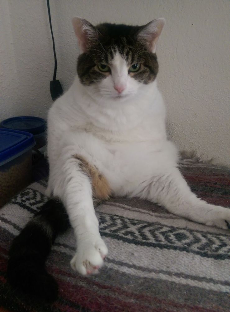 Black/white/gray tabby cat sitting awkwardly. 
