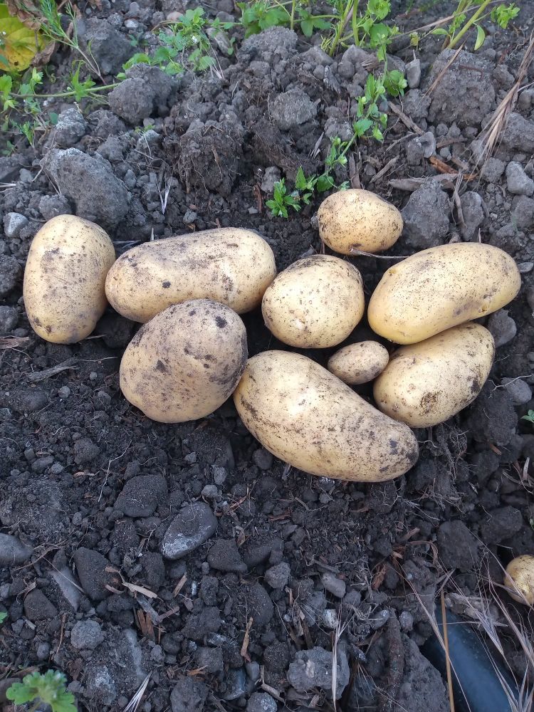 Potatoes on earth 