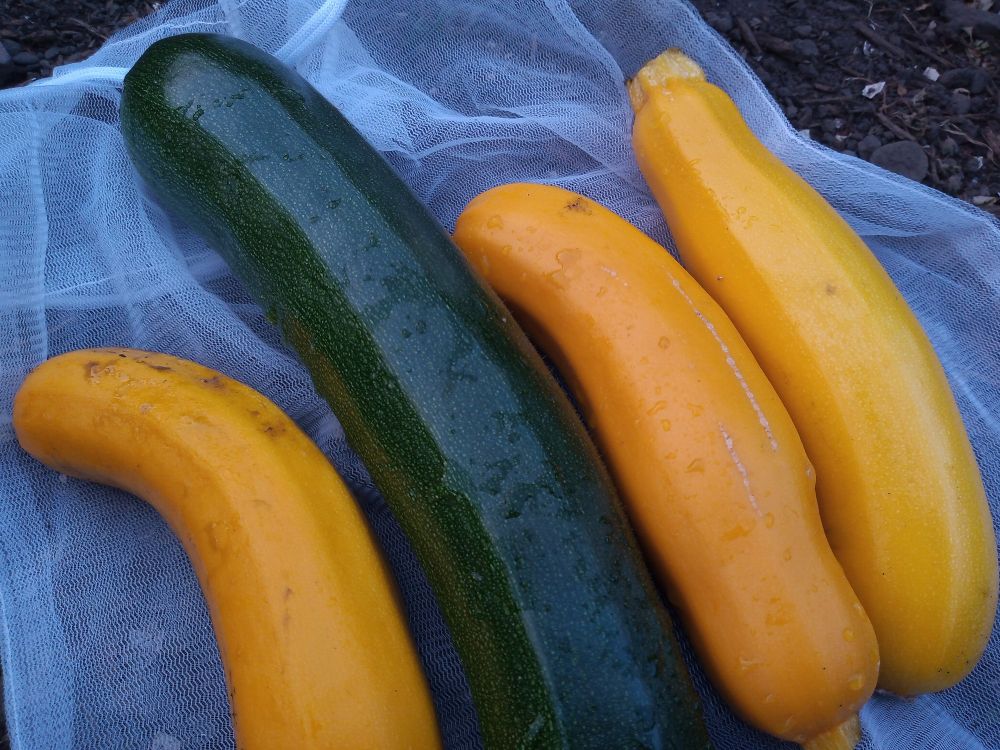 Three yellow courgettes, one green one 