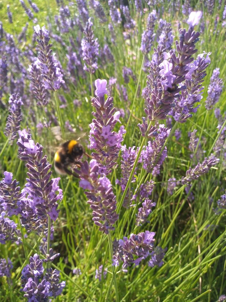 Bee in a bunch of lavender 
