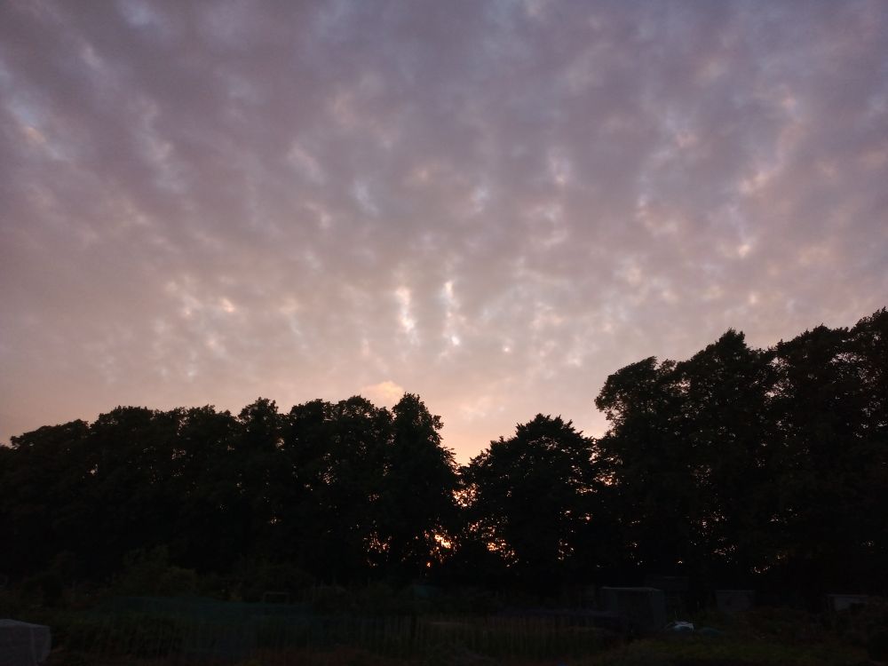 Silhouette of trees with pale pink and purple skies rippled with clouds 