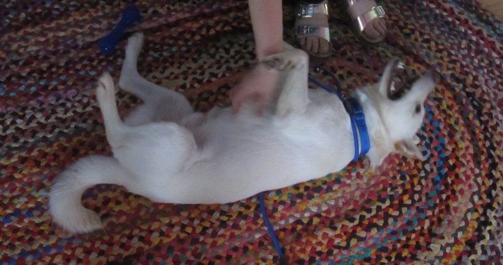 a dog lying on his side on a rug, getting his belly rubbed, mouth open, delighted, and zero thoughts in his noggin. goofus looooooves wandering around outside sniffing at everything, and mildly whining when he can't go and sniff some more, dammit. too bad this same whining is what he also uses to indicate he needs to go out and crap