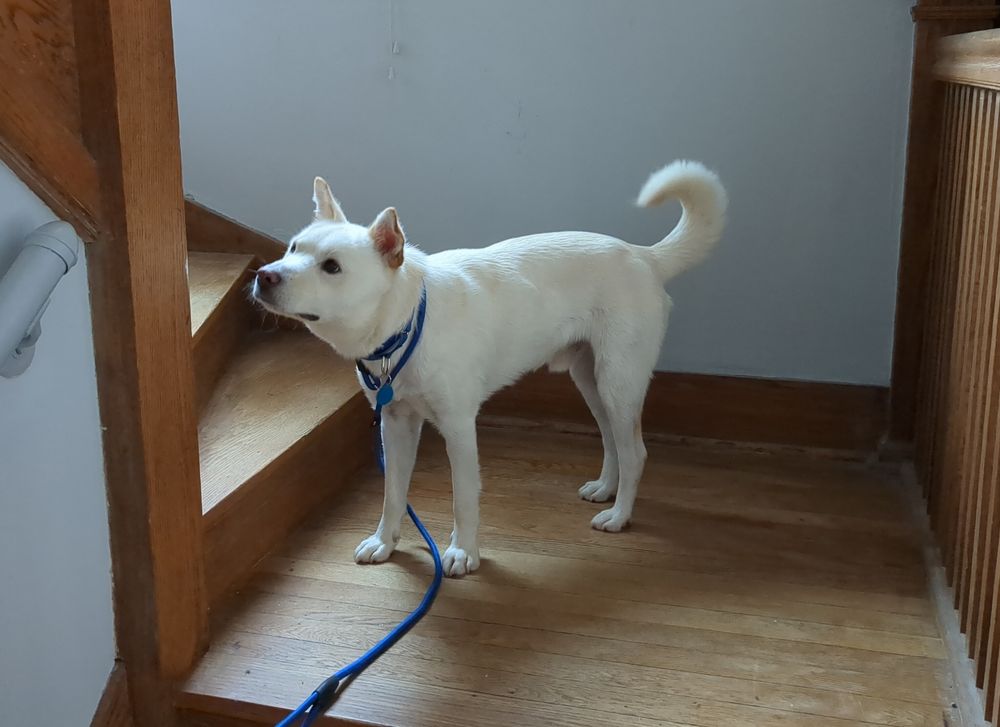 A white Korean jindo dog looks uncertain at being on a staircase. He is momentarily refraining from being a goofball
