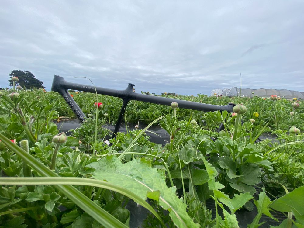 Gray tandem in "Nude" paint amongst the flowers.