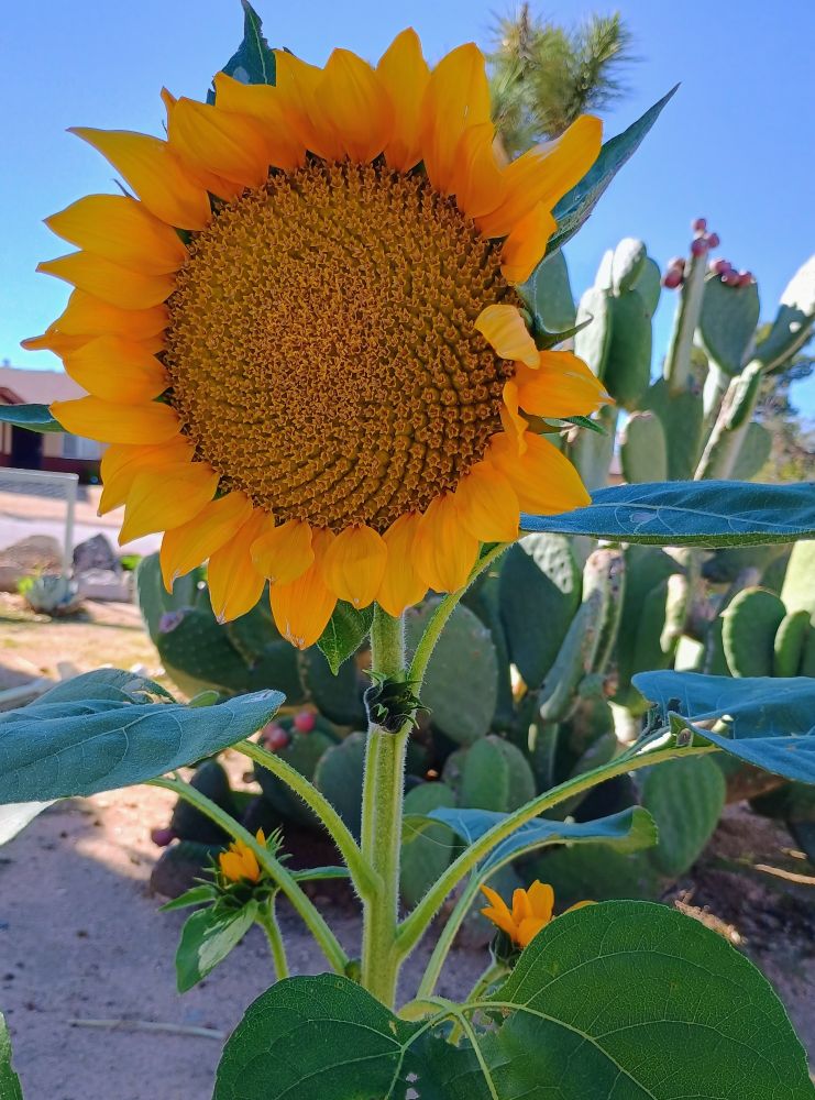 Photo of the head of a sunflower it's petals just slightly curling inward. 