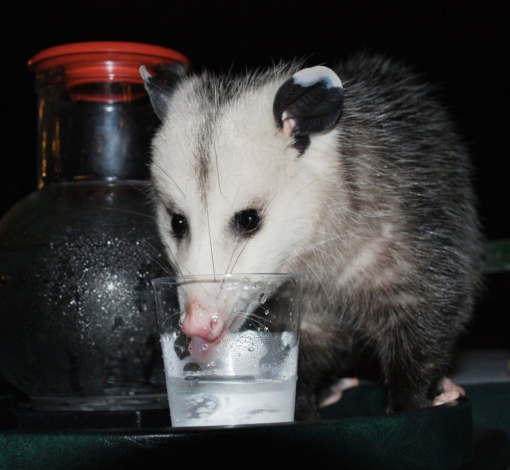 a virginia opossum drinking what is most likely chilled water from a small, clear plastic cup. there is what may be a sround glass pitcher with a red lid in the background.