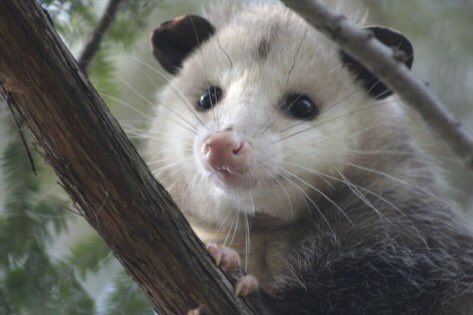 a close-up of a virginia opossum on a tree branch. the face the the opossum is white, and the half of the body that can be seen is a medium grey. there's a bit of blurred greenery in the background.