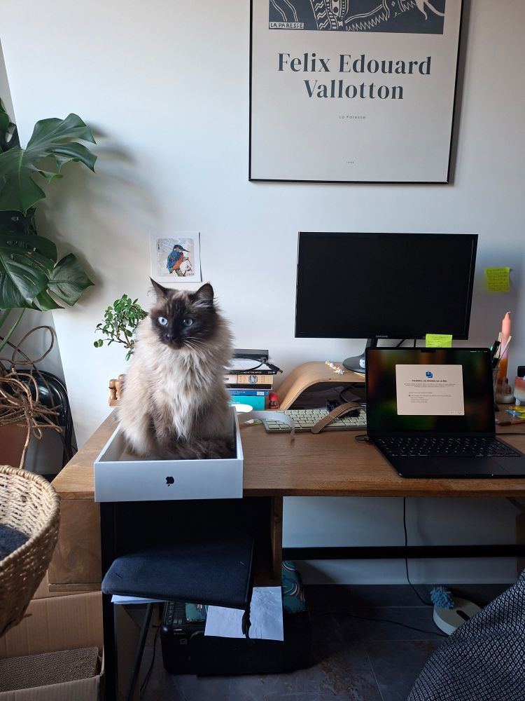 Chat assis dans une boîte d'ordinateur posée sur un bureau, à côté dudit ordinateur.