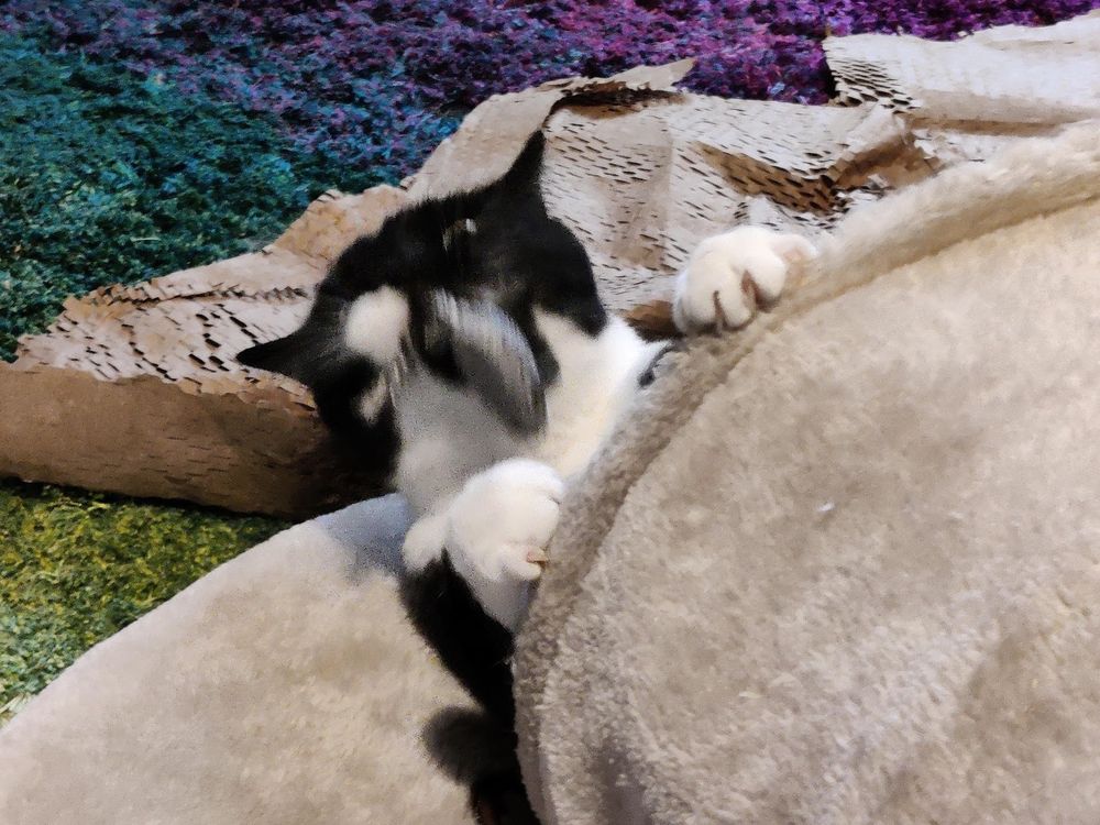 Poppy the tuxedo cat being an apex predator