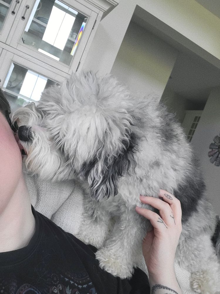 Photo of a small grey and white aussiedoodle dog standing on the shoulder of a person. She is licking the side of the person's face, which is mostly off camera. 