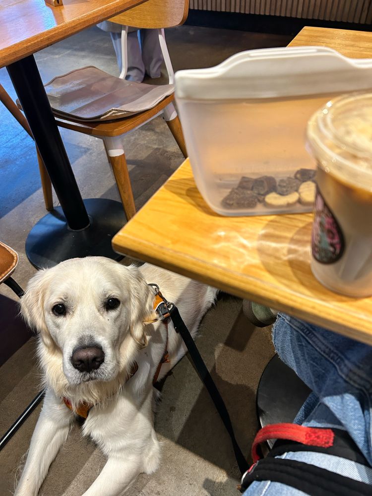 Monty, a cream coloured golden retriever lays on the floor of a coffee shop. His lead is looped over Sarah’s lead. On the coffee table is a soft pouch of treats and an iced latte. 