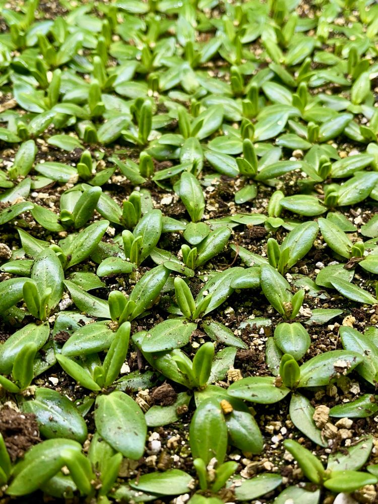 Lisianthus Celeb 1 Sakura Pink from seed, growing and preparing for transplant.