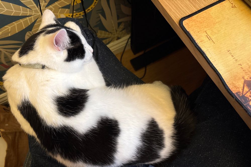 Photo of a small white and black cat sleeping on the leg of a man sat at a desk.