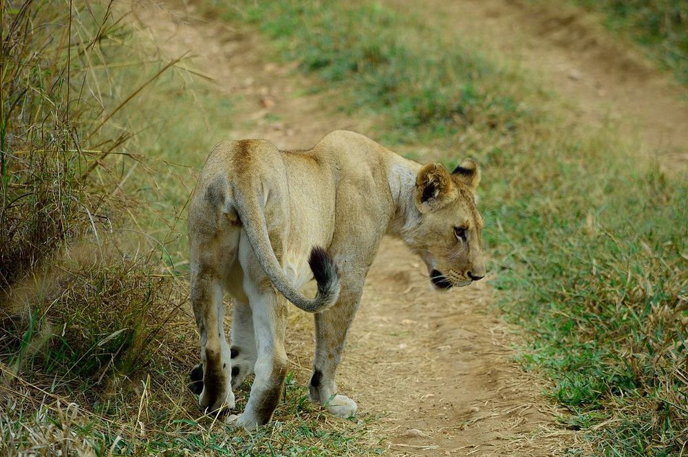 A thin-looking lioness is walking up a dirt track away from the camera. Her face is hanging low and she's half-turned back towards the viewer. She looks a bit in need of some dinner. Her paws have large brown feet and her ears are tufty.