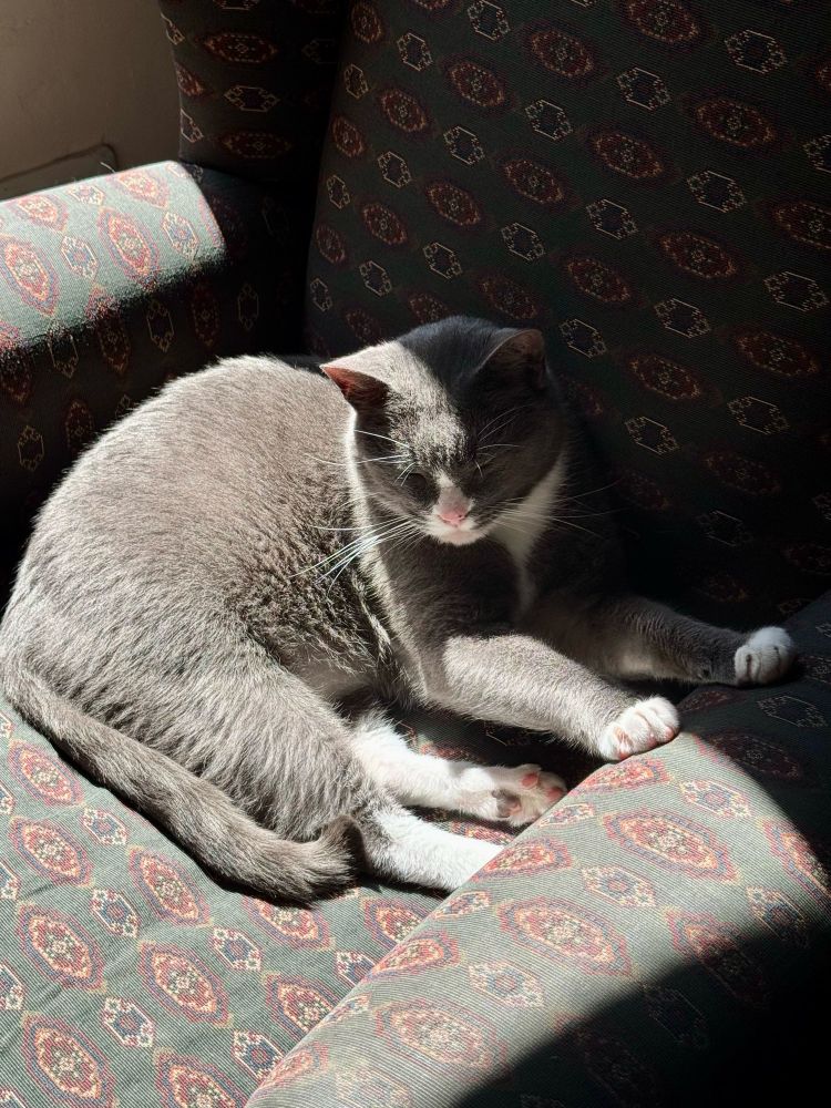 Grey tuxedo cat sleeping on an armchair with his paws on one arm of the chair