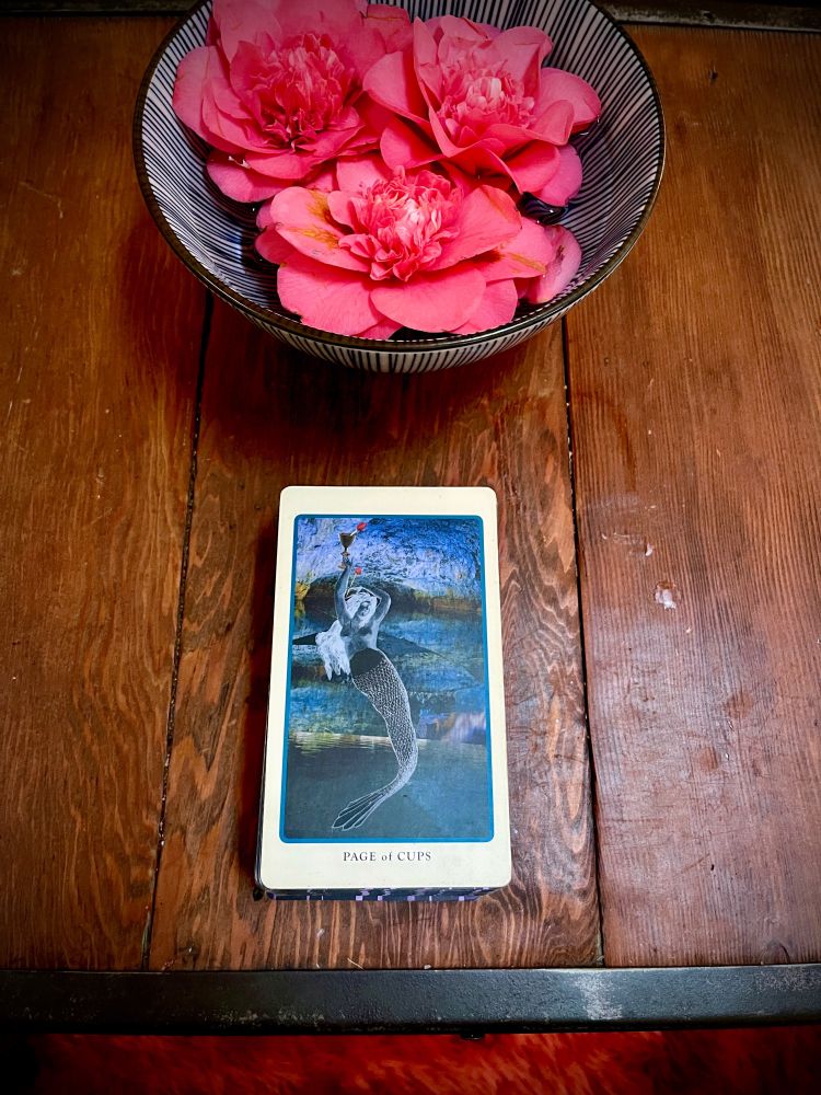 A bowl of pink camellia blossoms and a tarot card: the Page of Cups