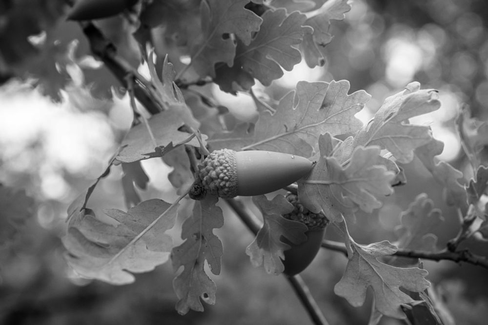 A close up of an acorn in an oak tree
