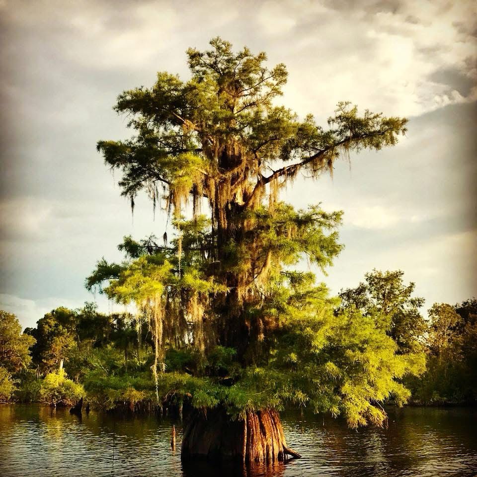 Photo of a Cypress tree at dusk in the Dead Lakes 