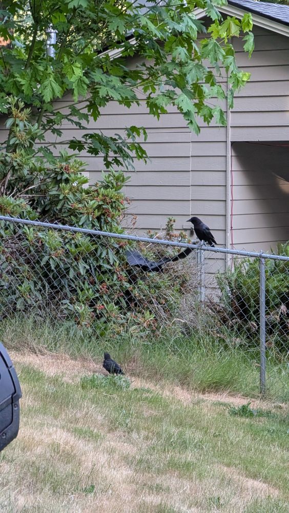 Three crows. The juvenile crow is on the grass next to a chain link fence. One adult crow perches on the fence and another is mid flight behind the fence, moving to land on the ground. 