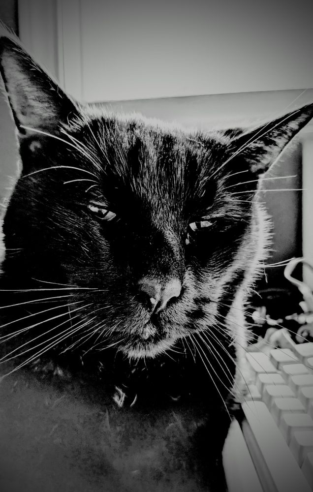 Black and white portrait of a black cat looking into the camera with his head slightly tilted. 