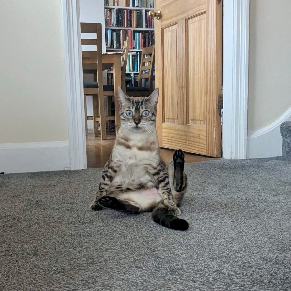 it’s Poppy the cat. She has a particularly wide-eyed vacant/shocked expression. She is sitting in a weird pose that’s half human child trying to sit up, half a cat caught while trying to lick her nether regions