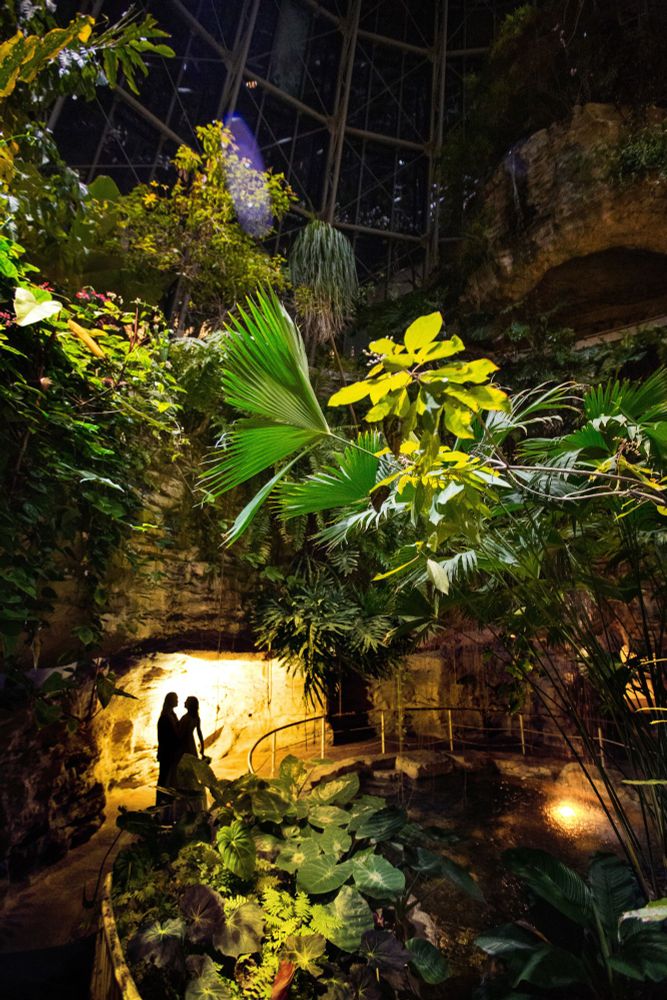 A couple in silhouette poses under a rock arch in a glass butterfly house with jungle plants