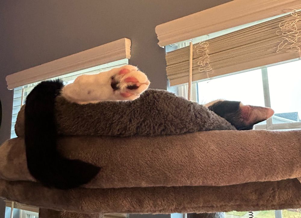 A black and white cat is sleeping on a bed on a cat tower with windows behind him. He’s curled up and absolutely lost in the nap sauce so you only see part of his ear, his tail, and exactly one (1) back foot that he’s stuck out for maximum comfort. His paw is also spotted so it looks like he stepped in ink. 
